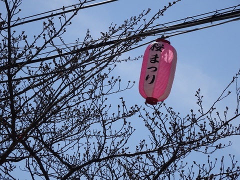 曽谷小学校前の桜2017