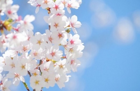 桜
