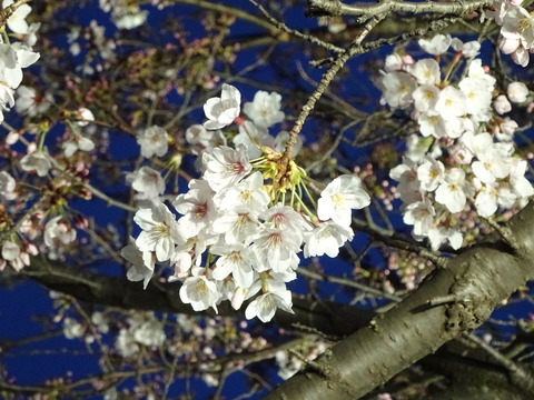 夜桜2017