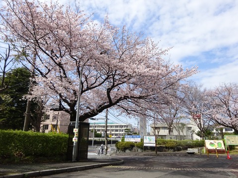 国府台スポーツセンターの桜2017