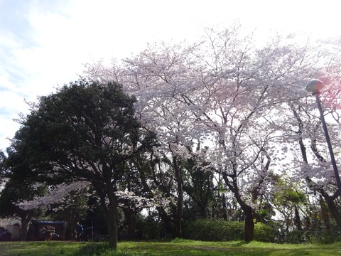 里見公園分園の桜