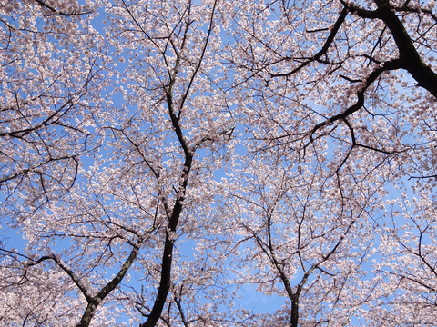 国府台の桜