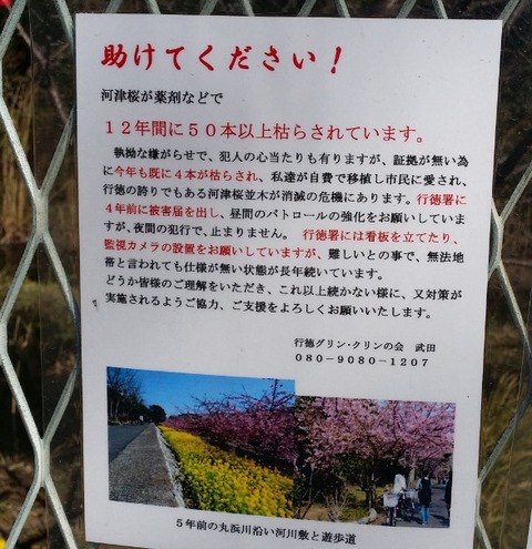 行徳河津桜被害