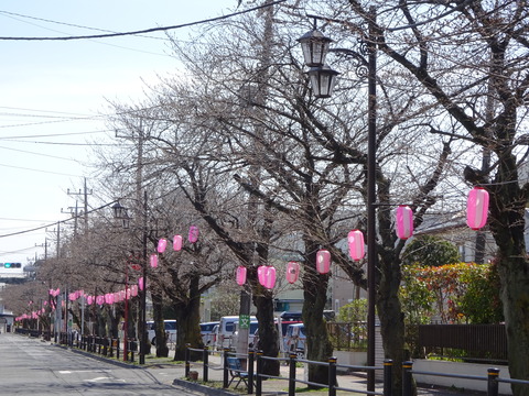 曽谷小学校前桜並木通り2017
