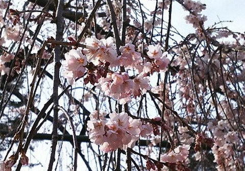 しだれ桜2017