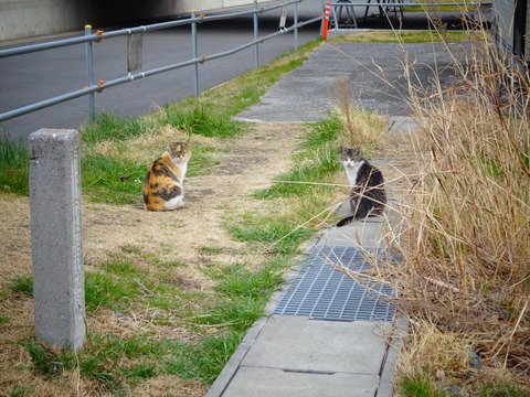 江戸川放水路河川敷の猫