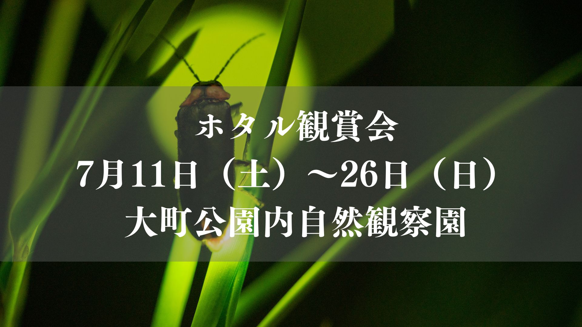 ホタル観賞会2026／市川市