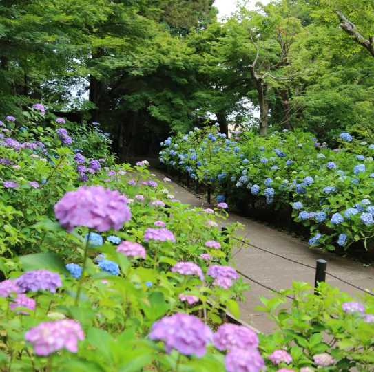 松戸市本土寺のあじさい