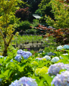 松戸市本土寺の紫陽花