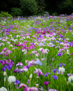 松戸市本土寺の花菖蒲