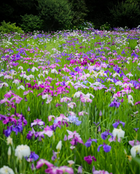 松戸市本土寺の花菖蒲