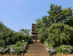 松戸市本土寺のあじさい