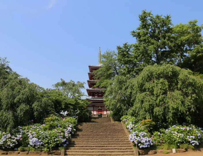 松戸市本土寺のあじさい