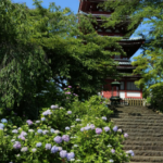 本土寺の紫陽花