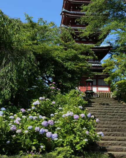 本土寺の紫陽花