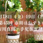 手児奈霊神堂で「第45回 市川ほおずき市」が開催／2026年
