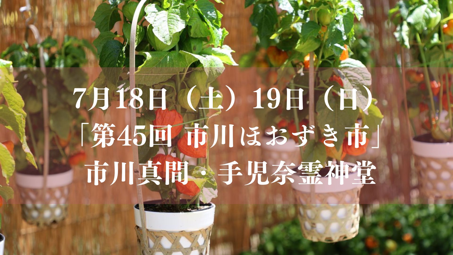 手児奈霊神堂で「第45回 市川ほおずき市」が開催／2026年