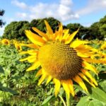 【市川市】市川大野・大柏川沿いのひまわり畑が見頃、LeMonみんなのクリニック市川裏手の穴場スポット