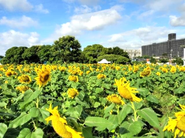 市川市柏井町のひまわり畑