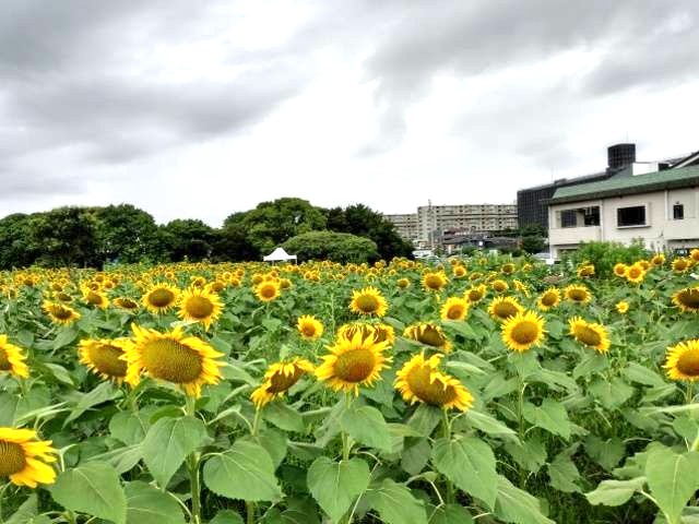 【市川市】市川大野・大柏川沿いのひまわり畑が見頃、LeMonみんなのクリニック市川裏手の穴場スポット