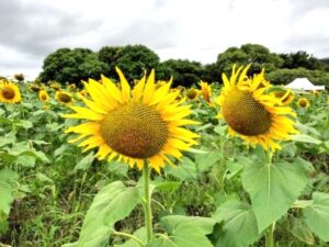 市川大野のひまわり畑