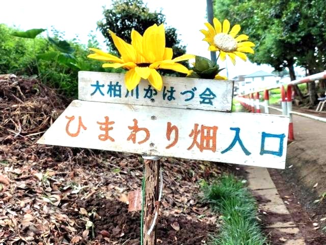 大柏川かはづ会 ひまわり畑