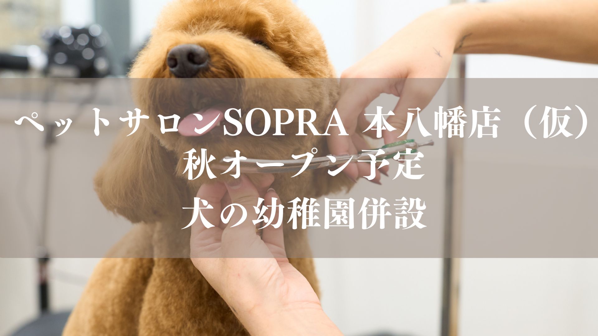 本八幡駅南口エリアに「ペットサロンSOPRA(ソプラ) 本八幡店(仮称)」が、2026年秋にオープン予定/市川市