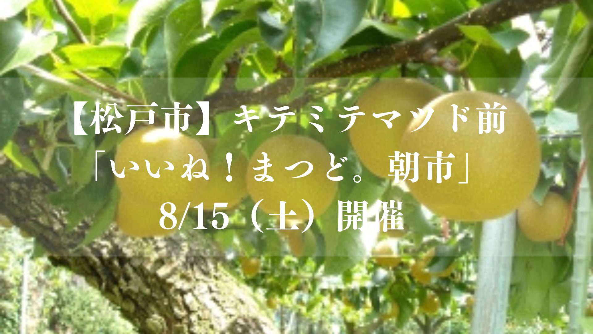 【松戸市】キテミテマツド前で「いいね！まつど。朝市」が8/15（土）開催、旬の「まつどの梨®」を数量限定販売
