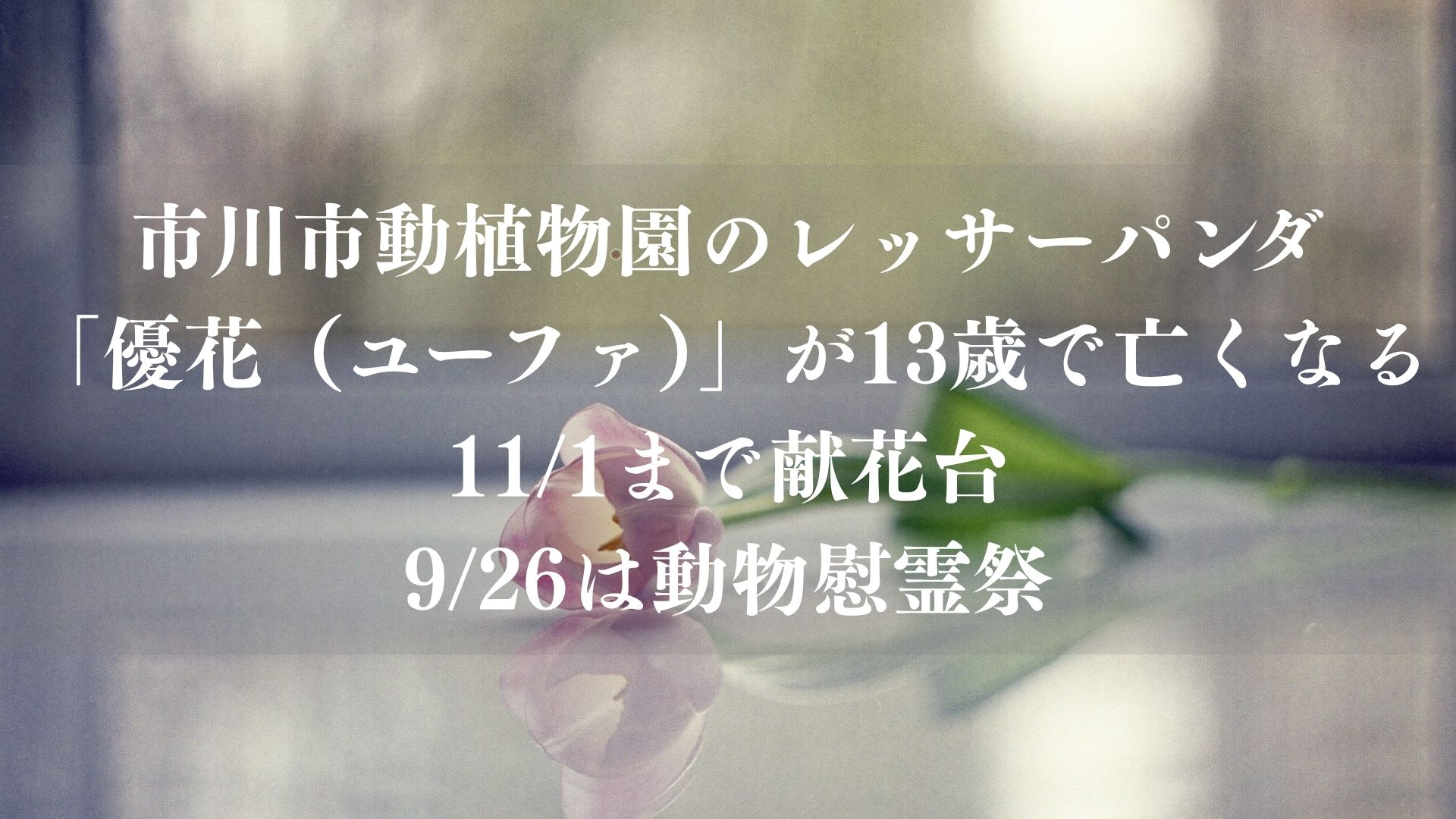 【市川市】市川市動植物園のレッサーパンダ「優花(ユーファ)」が13歳で亡くなる、11/1まで献花台|9/26は動物慰霊祭