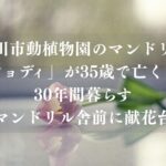 市川市動植物園のマンドリル「ジョディ」が35歳で亡くなる、30年間暮らす｜マンドリル舎前に献花台