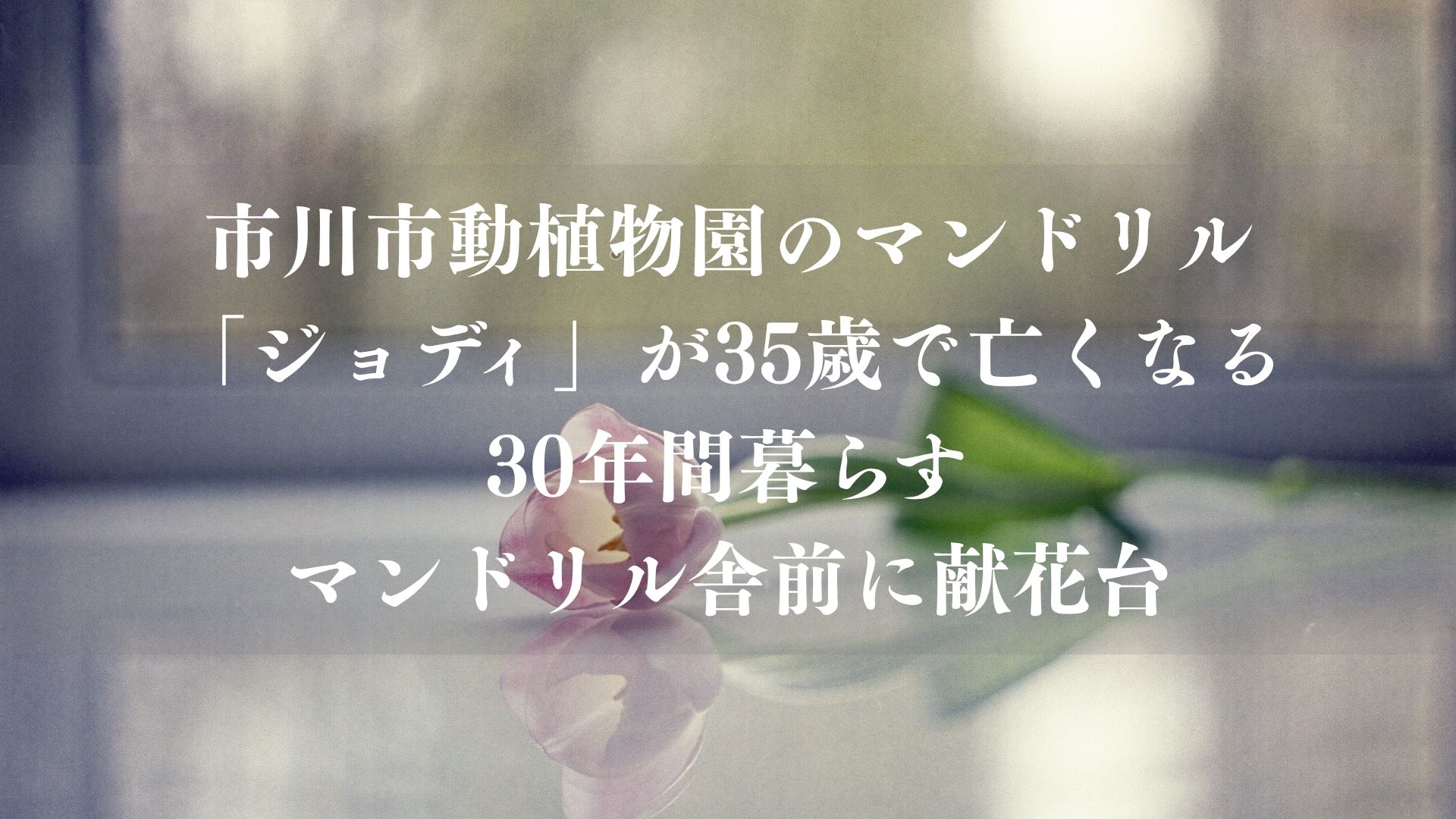 市川市動植物園のマンドリル「ジョディ」が35歳で亡くなる、30年間暮らす｜マンドリル舎前に献花台